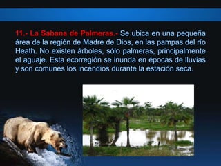11.- La Sabana de Palmeras.-