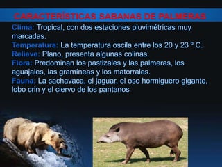 CARACTERÍSTICAS SABANAS DE PALMERAS
