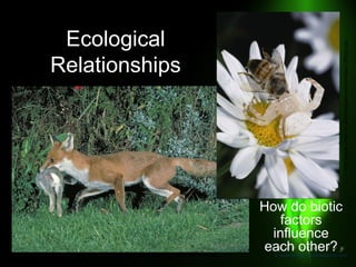 http://www.cs.umbc.edu/courses/undergraduate/201/fall06/projects/p1/fox-rabbit.jpg

http://www.univie.ac.at/zoologie/ecophys/crabsp-300dpi.jpg

Ecological
Relationships

How do biotic
factors
influence
each other?

 