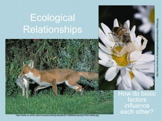 Ecological
Relationships
How do biotic
factors
influence
each other?http://www.cs.umbc.edu/courses/undergraduate/201/fall06/projects/p1/fox-rabbit.jpg
http://www.univie.ac.at/zoologie/ecophys/crabsp-300dpi.jpg
 