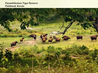 Parambikulam Tiger Reserve
Palakkad, Kerala
 