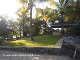 Morning sunlight brightening the lawns
 