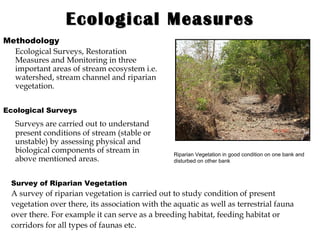 Ecological Measures Methodology  Ecological Surveys, Restoration Measures and Monitoring in three important areas of stream ecosystem i.e. watershed, stream channel and riparian vegetation. Ecological Surveys Surveys are carried out to understand present conditions of stream (stable or unstable) by assessing physical and biological components of stream in above mentioned areas. Riparian Vegetation in good condition on one bank and disturbed on other bank Survey of Riparian Vegetation A survey of riparian vegetation is carried out to study condition of present vegetation over there, its association with the aquatic as well as terrestrial fauna over there. For example it can serve as a breeding habitat, feeding habitat or corridors for all types of faunas etc. 