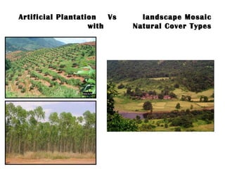 Artificial Plantation  Vs  landscape Mosaic with  Natural Cover Types 