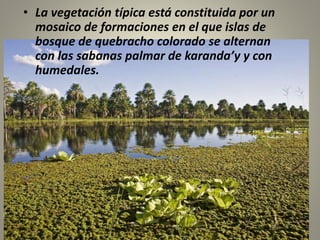 • La vegetación típica está constituida por un
mosaico de formaciones en el que islas de
bosque de quebracho colorado se alternan
con las sabanas palmar de karanda’y y con
humedales.
 