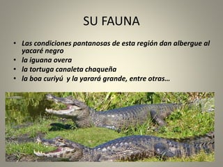 SU FAUNA
• Las condiciones pantanosas de esta región dan albergue al
yacaré negro
• la iguana overa
• la tortuga canaleta chaqueña
• la boa curiyú y la yarará grande, entre otras…
 