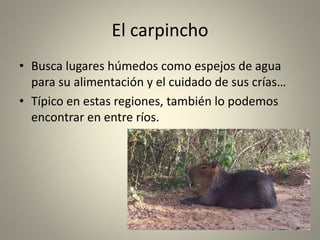 El carpincho
• Busca lugares húmedos como espejos de agua
para su alimentación y el cuidado de sus crías…
• Típico en estas regiones, también lo podemos
encontrar en entre ríos.
 