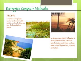 Ecorregion Campos y Malezales
RELIEVE
La influencia de la geología
basáltica del planalto brasileño
imprime un relieve de plataforma
sobre elevada, modelado por
procesos.
La llanura es una planicie sedimentaria
con escurrimientos lento, sin cauces
definidos Es poco accidentado, con lomas
suaves, sierras de poca altura, y extensos
campos bajos.
 