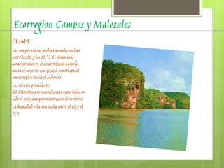 Ecorregion Campos y Malezales
CLIMA
Las temperaturas medias anuales oscilan
entre los 20 y los 22 °C. El clima más
característico es el semitropical húmedo;
hacia el noreste, que pasa a semitropical
semiestepico hacia el sudoeste.
Los vientos procedentes
del Atlántico provocan lluvias repartidas en
todo el año, aunque menores en el invierno.
La humedad relativa oscila entre el 65 y el
75 %.
 