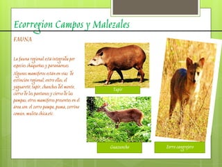 Ecorregion Campos y Malezales
FAUNA
La fauna regional está integrada por
especies chaqueñas y paranaenses.
Algunos mamíferos están en vías de
extinción regional, entre ellos, el
yaguareté, tapir, chanchos del monte,
ciervo de los pantanos y ciervo de las
pampas; otros mamíferos presentes en el
área son: el zorro pampa, puma, zorrino
común, mulita chica,etc.
Tapir
Zorro cangrejeroGuazuncho
 