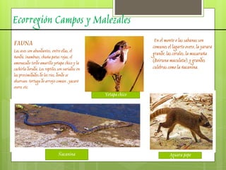 Ecorregión Campos y Malezales
Yetapa chico
Ñacanina Aguara pope
FAUNA
Las aves son abundantes, entre ellas, el
ñandú, inambues, chuña patas rojas, el
amenazado tordo amarillo yetapa chico y la
cachirla dorada. Los reptiles son variados en
las proximidades de los ríos, donde se
observan: tortuga de arroyo común , yacaré
overo, etc.
En el monte o las sabanas son
comunes el lagarto overo, la yarará
grande, las corales, la musaraña
(Boiruna maculata), y grandes
culebras como la ñacanina.
 