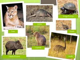 Puma
Carpincho
Ñandú
Inambú
Tortuga de arroyo
Mulita
Chancho del monte
 