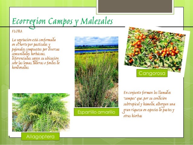 Ecorregion campos y malezales