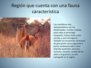 Región que cuenta con una fauna
característica
Los mamíferos más
representativos son los
desdentados: mulitas y tatúes,
entre ellos el pichiciego
chaqueño, mataco bola y tatú
carreta, y oso hormiguero.
También se encuentran carnívoros
de gran porte como yaguareté y
puma; herbívoros tales como
chancho quilimero, pecaríes,
corzuela, vizcacha, conejo de los
palos y el guanaco, ya casi
extinguido en la región.
 