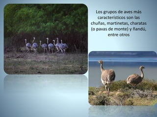 Los grupos de aves más
característicos son las
chuñas, martinetas, charatas
(o pavas de monte) y ñandú,
entre otros
 