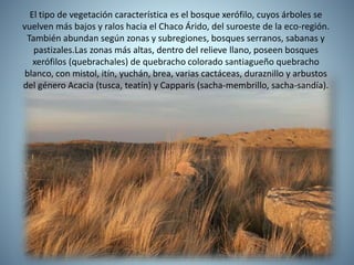 El tipo de vegetación característica es el bosque xerófilo, cuyos árboles se
vuelven más bajos y ralos hacia el Chaco Árido, del suroeste de la eco-región.
También abundan según zonas y subregiones, bosques serranos, sabanas y
pastizales.Las zonas más altas, dentro del relieve llano, poseen bosques
xerófilos (quebrachales) de quebracho colorado santiagueño quebracho
blanco, con mistol, itín, yuchán, brea, varias cactáceas, duraznillo y arbustos
del género Acacia (tusca, teatín) y Capparis (sacha-membrillo, sacha-sandía).
 