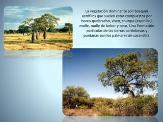 La vegetación dominante son bosques
xerófilos que suelen estar compuestos por
horco-quebracho, visco, churqui (espinillo),
molle, molle de beber y coco. Una Formación
particular de las sierras cordobesas y
puntanas son los palmares de carandilla.
 