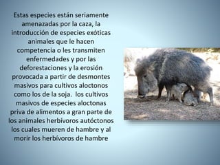Estas especies están seriamente
amenazadas por la caza, la
introducción de especies exóticas
animales que le hacen
competencia o les transmiten
enfermedades y por las
deforestaciones y la erosión
provocada a partir de desmontes
masivos para cultivos aloctonos
como los de la soja. los cultivos
masivos de especies aloctonas
priva de alimentos a gran parte de
los animales herbívoros autóctonos
los cuales mueren de hambre y al
morir los herbívoros de hambre
 