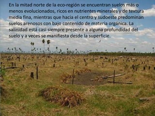 En la mitad norte de la eco-región se encuentran suelos más o
menos evolucionados, ricos en nutrientes minerales y de textura
media fina, mientras que hacia el centro y sudoeste predominan
suelos arenosos con bajo contenido de materia orgánica. La
salinidad está casi siempre presente a alguna profundidad del
suelo y a veces se manifiesta desde la superficie.
 