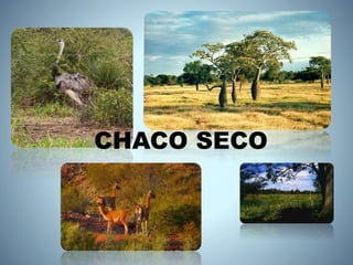 CHACO SECO
 