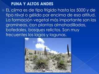    EL clima es de tipo frígido hasta los 5000 y de
    tipo nival o gélido por encima de esa altitud.
    La formación vegetal más importante son las
    gramíneas, con plantas almohadilladas,
    bofedales, bosques relictos. Son muy
    frecuentes los lagos y lagunas.
 