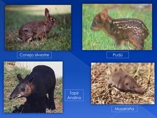 Conejo silvestre            Pudú




                    Tapir
                   Andino

                            Musaraña
 