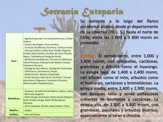 Serranía Esteparia
• Se extiende a lo largo del flanco
occidental andino, desde el departamento
de La Libertad (70 L. S.) hasta el norte de
Chile, entre los 1 000 y 3 800 msnm en
promedio.
• FLORA: El semidesierto, entre 1,000 y
1,400 msnm, con achupallas, cactáceas,
gramíneas y árboles como el huarango.
La estepa baja, de 1,400 a 2,400 msnm,
con árboles como el mito, arbustos como
el huanarpo, cactáceas y bromeliáceas. La
estepa media, entre 2,400 y 2,900 msnm,
con bosques ralos y zonas peñascosas
cubiertas de bromelias y cactáceas. La
estepa alta, de 2,900 a 3,800 msnm, con
gramíneas, pajonales y arbustos diversos,
especialmente el tarwi o chocho.
Aves :
- Aguilucho grande, Cernícalo Americano, Cóndor
Andino.
- Cotorra de Wagler, Perico Andino.
- Urcututu Occidental, Paca Paca, Lechuza enana.
- Vencejo Andino, Colibrí Azul, Picaflor Gigante,
Picaflor Rojizo Andino, Picaflor de Carol, Picaflor
Negro, Colivioleta de Garganta Verde.
- Bandurrita Cordillerana, Churrete Cordillerano,
Tijeral Peruano, Colaespina de Mejilla Lineada,
Canastero Peruano.
- Cotinga de Cara Blanca, Cotinga de Cresta Roja.
- Chifla Perro, Dormilonas, Pitajos.
- Mielerito Gris, Mielero Carbonado.
- Perdiz Serrana, Pato de los Torrentes, Torcaza
Americana, Chiguanco, Carpintero Peruano,
Mirlo Acuático Sudamericano.
Mamíferos :
- Guanaco, Venado de Cola Blanca, Alpaca, Llama.
- Marmosa elegante.
- Ratón Orejón de Darwin, Ratón Orejón Maestro,
Ratón Orejón Amigo, Ratón de Berlepschi,
Vizcacha.
- Zorro Colorado, Zorrino, Gato Andino, Puma.
Reptiles : - Jergón.
Anfibios : - Rana del Rímac.
FAUNA
 