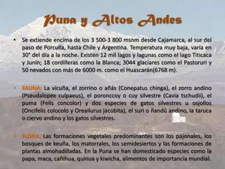 Puna y Altos Andes
• Se extiende encima de los 3 500-3 800 msnm desde Cajamarca, al sur del
paso de Porculla, hasta Chile y Argentina. Temperatura muy baja, varía en
30° del día a la noche. Existen 12 mil lagos y lagunas como el lago Titicaca
y Junín; 18 cordilleras como la Blanca; 3044 glaciares como el Pastoruri y
50 nevados con más de 6000 m. como el Huascarán(6768 m).
• FAUNA: La vicuña, el zorrino o añás (Conepatus chinga), el zorro andino
(Pseudalopex culpaeus), el poronccoy o cuy silvestre (Cavia tschudii), el
puma (Felis concolor) y dos especies de gatos silvestres u osjollos
(Oncifelis colocolo y Oreailurus jacobita), el suri o ñandú andino, la taruca
o ciervo andino y los gatos silvestres.
• FLORA: Las formaciones vegetales predominantes son los pajonales, los
bosques de keuña, los matorrales, los semidesiertos y las formaciones de
plantas almohadilladas. En la Puna se han domesticado especies como la
papa, maca, cañihua, quinua y kiwicha, alimentos de importancia mundial.
 