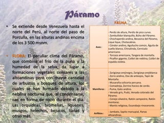 Páramo
• Se extiende desde Venezuela hasta el
norte del Perú, al norte del paso de
Porculla, en las alturas andinas encima
de los 3 500 msnm.
• FLORA: El peculiar clima del Páramo,
que combina el frío de la puna y la
humedad de la selva, da lugar a
formaciones vegetales similares a las
altoandinas pero con mayor cantidad
de arbustos y bosques de altura, los
cuales se han formado debido a la
neblina nocturna que, al condensarse,
cae en forma de rocío durante el día.
Las orquídeas, bromelias, líquenes,
musgos, helechos, bejucos, lianas y
otras más.
Aves :
- Perdiz de altura, Perdiz de pico curvo.
- Zambullidor blanquillo, Búho del Páramo.
- Chochaperdiz andina, Becasina del Páramo,
Lique lique, Chotacabras.
- Cóndor andino, Aguilucho común, Águila de
cuello blanco, Chinalinda, Cernícalo
americano.
- Torcaza americana, Tangara de montaña.
- Picaflor gigante, Colibrí de neblina, Colibrí de
espalda violeta.
Mamíferos :
- Zarigüeya orejinegra, Zarigüeya orejiblanca
- Zorro andino, Oso de anteojos, Tapir de
Montaña.
- Musaraña colicorta peruana.
- Comadreja, Zorrino hocico de cerdo.
- Puma, Gato andino.
- Venado gris, Pudú, Venado colorado del
Páramo.
- Conejo silvestre, Ratón campestre, Ratón
montaraz.
- Mantis religiosa, Escarabajo rinoceronte.
Anfibios :
- Jambato, Sapito marsupial, Ranas
altoandinas.
FAUNA
 