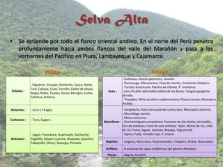 Selva Alta
• Se extiende por todo el flanco oriental andino. En el norte del Perú penetra
profundamente hacia ambos flancos del valle del Marañón y pasa a las
vertientes del Pacífico en Piura, Lambayeque y Cajamarca.
Árboles :
- Higuerón, Arrayán, Romerillo, Sauce, Molle,
Tara, Cabuya, Ccasi, Tornillo, Cedro de altura,
Nogal, Roble, Turpay, Cacao, Barrigón, Lishia,
Catahua, Achihua.
Helechos : - Suro o Chaglla.
Cactáceas : - Tuna, Sugaro.
Arbustos :
- Laguir, Paracksha, Huarhuash, Sulchuche,
Papelillo, Etepen ccaccha, Ahuarate, Guartiro,
Tabaquillo, Overo, Sanango, Pichana.
FLORA
Aves :
- Gallinazo; Halcón palomero, Gavilán.
- Pucacunga, Manacaraco, Pava de monte,; Guácharo; Relojero.
- Torcaza americana, Paloma de árboles, P. montaraz.
- Loro,Picaflor admirable,Gallito de las Rocas; Tangara garganta
dorada.
- Trepador; Mirlo acuático sudamericano; Páucar común; Naranjero,
Azulejo.
Mamíferos :
- Zarigüeyita, Rata marsupial de cuatro ojos, Marsupial colicorto.
- Murciélago común.
- Mono nocturno.
- Oso hormiguero amazónico; Perezoso de dos dedos; Armadillo,
Oso de anteojos; Coatí de cola anillada; Tejón, Nutria de río, Lobo
de río; Puma, Jaguar, Ocelote, Margay, Yaguarundi.
- Sajino; Pudú, Venado rojo, V. enano.
Reptiles : - Jergona; Naca naca, Huaraycóndor, Cháquira, Itinkia, Wara watu.
Anfibios : - 8 especies de sapos endémicos del género Atelopus.
Peces : - Bagres; Cunchis.
FAUNA
 