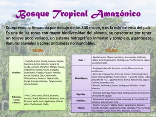 Bosque Tropical Amazónico
Comprende la Amazonía por debajo de los 800 msnm, y es la más extensa del país.
Es una de las zonas con mayor biodiversidad del planeta, se caracteriza por tener
un relieve poco variado, un sistema hidrográfico inmenso y complejo, gigantescas
llanuras aluviales y zonas onduladas no inundables.
Árboles :
- Castaña, Cedro, Caoba, Lupuna, Sapote,
Capirona, Cetico, Bolaina, Sangre de
Grado, Achiote, Marañón, Mango, Huasaí,
Ungurahui, Moena, Uvilla, Guayaba,
Guanábana, Papaya, Pijuayo, Achiote,
Pacae, Copaiba, Ojé, Charichuelo,
Shihuahuaco, Amasisa, Pájaro bobo,
Punga, Cumala colorada, Tangarana de
altura, Aripari.
Arbustos,
Lianas
y Otros :
- Piña, Camu camu, Chilca, Guaraná,
Cocona, Arazá, Maracuyá, Barbasco, Yuca,
Retama, Sacha inchi, Ayahuasca, Uña de
gato, Chuchuhuasi, Huito.
FLORA
Aves :
- Águila harpía, Pájaro carpintero, Guacamayo, Gallinazo
cabeza amarilla pequeño, Tórtola azul, Picaflor pecho negro,
Gavilán perlado.
Mamíferos :
- Zarigüeyita lanuda. Vampiro común,Mono nocturno
vociferante.
- Zorro de orejas cortas, Perro de monte; Osito cangrejero;
Coatí; Chosna; Olingo; Hurón menor, H. grande, Tejón; Lobo
pequeño de río, L. gigante de río; Puma, Yahuarundi, Jaguar,
Ocelote, Huamburushu.
- Manatí; Sachavaca; Sajino, Huangana; Venado; Conejo
silvestre.
Reptiles :
- Charapa, Taricaya, Mata mata, Tortuga cuello de serpiente,
Charapita de aguajal.
Anfibios :
- Salamandra amazónica, Rana venenosa, R. microhilida, R.
peruana, Sapo picudo, Hyla.
Peces :
- Paiche, Tucunaré, Sábalo, Bagre, Carachama, Zúngaro,
Dorado, Doncella, Sapamama, Rabo colorado, Piro, Turshuki,
Toa, Saltón, Cunshi, Mota fina, Bujurqui, Arahuana.
FAUNA
 