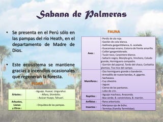 Sabana de Palmeras
• Se presenta en el Perú sólo en
las pampas del río Heath, en el
departamento de Madre de
Dios.
• Este ecosistema se mantiene
gracias a incendios ocasionales
que regeneran la foresta.
Aves :
- Perdiz de ala roja.
- Gavilán de cola blanca.
- Gallineta gargantiblanca, G. ocelada.
- Guacamayo enano, Cotorra de frente amarilla.
- Colibrí gargantidorado.
- Tucán toco, Carpintero blanco.
- Saltarín negro, Monjita gris, Vinchero, Coludo
grande, Hormiguero compadre.
- Gorrión del pajonal, Tordo del chaco, Corbatita
plomizo, Tico tico del campo.
Mamíferos :
- Oso hormiguero grande o banderón.
- Armadillo de nueve bandas, A. gigante.
- Sachavaca.
- Cuy silvestre.
- Jaguar.
- Ciervo de los pantanos.
- Lobo de crin.
Reptiles :
- Aguaje machaco, Anaconda.
- Boa verde, B. constrictora, B. marrón.
Anfibios : - Rana arborícola.
Insectos :
- Mariposa ojo de búho.
- Termitas (Familia Termitidae).
FAUNA
Árboles :
- Aguaje, Huasaí, Ungurahui.
- Alfaro, Shimbillo.
- Azúcar Huayo, Tahuarí.
Arbustos,
Lianas
y Otros :
- Orquídea de las pampas.
FLORA
 