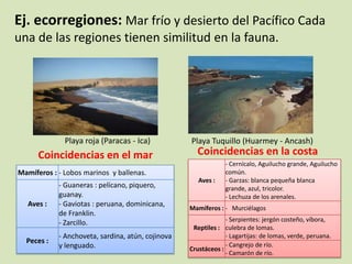 Ej. ecorregiones: Mar frío y desierto del Pacífico Cada
una de las regiones tienen similitud en la fauna.
Playa roja (Paracas - Ica) Playa Tuquillo (Huarmey - Ancash)
Mamíferos : - Lobos marinos y ballenas.
Aves :
- Guaneras : pelícano, piquero,
guanay.
- Gaviotas : peruana, dominicana,
de Franklin.
- Zarcillo.
Peces :
- Anchoveta, sardina, atún, cojinova
y lenguado.
Coincidencias en la costa
Aves :
- Cernícalo, Aguilucho grande, Aguilucho
común.
- Garzas: blanca pequeña blanca
grande, azul, tricolor.
- Lechuza de los arenales.
Mamíferos : - Murciélagos
Reptiles :
- Serpientes: jergón costeño, víbora,
culebra de lomas.
- Lagartijas: de lomas, verde, peruana.
Crustáceos :
- Cangrejo de río.
- Camarón de río.
Coincidencias en el mar
 
