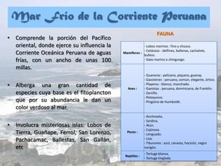 Mar Frío de la Corriente Peruana
• Comprende la porción del Pacífico
oriental, donde ejerce su influencia la
Corriente Oceánica Peruana de aguas
frías, con un ancho de unas 100
millas.
• Alberga una gran cantidad de
especies cuya base es el fitoplancton
que por su abundancia le dan un
color verdoso al mar.
• Involucra misteriosas islas: Lobos de
Tierra, Guañape, Ferrol, San Lorenzo,
Pachacamac, Ballestas, San Gallán,
etc
Mamíferos :
- Lobos marinos : fino y chusco.
- Cetáceos : delfines, ballenas, cachalote,
bufeos.
- Gato marino o chingungo.
Aves :
- Guaneras : pelícano, piquero, guanay.
- Gaviotines : peruano, común, elegante, ártico.
- Playeros : blanco, manchado.
- Gaviotas : peruana, dominicana, de Franklin.
- Zarcillo.
- Potoyunco.
- Pingüino de Humboldt.
Peces :
- Anchoveta.
- Sardina.
- Atún.
- Cojinova.
- Lenguado.
- Lisa.
- Tiburones : azul, canasta, hocicón, negro
narigón.
Reptiles :
- Tortuga blanca.
- Tortuga tinglada.
FAUNA
 
