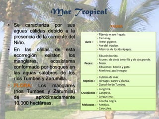 Mar Tropical
• Se caracteriza por sus
aguas cálidas debido a la
presencia de la corriente del
Niño.
• En las orillas de esta
ecorregión existen los
manglares, ecosistema
conformado por bosques en
las aguas salobres de los
ríos Tumbes y Zarumilla.
• FLORA: Los manglares
(ríos Tumbes y Zarumilla)
de aproximadamente
10,000 hectáreas.
Aves :
- Tijereta o ave fregata.
- Camanay.
- Petrel gigante.
- Ave del trópico.
- Albatros de los Galápagos.
Peces :
- Tiburón bonito.
- Atunes: de aleta amarilla y de ojo grande.
- Mero.
- Tiburones: bonito y gato.
- Merlines: azul y negro.
Reptiles :
- Culebra de mar.
- Tortugas: carey y blanca.
- Cocodrilo de Tumbes.
Crustáceos :
- Langosta.
- Cangrejo.
- Langostino.
Moluscos :
- Concha negra.
- Almejas.
- Caracoles.
FAUNA
 