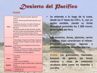 Desierto del Pacífico
• Se extiende a lo largo de la costa,
desde los 5' hasta los 270 L. S., con un
ancho variable, siendo su límite
altitudinal promedio los 1 000 msnm,
en el centro del Perú.
• Los desiertos, dunas, planicies, cerros
y colinas bajas caracterizan el relieve.
Presenta numerosas lagunas y
pantanos cerca de las orillas marinas.
• FLORA: Los gramadales, tilansiales,
bosques de galería, las lomas
costeras y otras de ambientes
acuáticos tales como los totorales y
juncales.
Aves :
- Cernícalo, Aguilucho grande, Aguilucho
común.
- Garzas: blanca pequeña blanca grande, azul,
tricolor.
- Canastero de cactus, Turtupilín, Pichisanca.
- Paloma de cola blanca, Cuculí, Tortolita
peruana.
- Amazilia costeña, Picaflor de Fanny, Picaflor
de Cora, Picaflor cola ahorquillada, Colibrí azul.
- Lechuza de los arenales, Perdiz serrana,
Chorlo de campo, Perico Cordillerano, Pampero
peruano
Mamíferos :
- Murciélagos: longirostro de Pallas, longirostro
peruano, frutero, vampiro, fumador, negruzco
común.
- Carnívoros: zorro colorado, zorrino, Puma,
gato montés.
- Ratones: arrozalero de Zúñiga, orejón andino.
- Artiodáctilos: Guanaco, Venado cola blanca.
- Comadrejita marsupial elegante.
Peces :
- Carachita.
- Charcoca.
- Bagre.
- Lisas: común y plateada.
Reptiles :
- Serpientes: jergón costeño, víbora, culebra de
lomas.
- Lagartijas: de lomas, verde, peruana.
Crustáceos :
- Cangrejo de río.
- Camarón de río.
FAUNA
 
