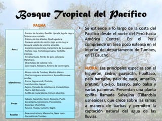 Bosque Tropical del Pacífico
• Se extiende a lo largo de la costa del
Pacífico desde el norte del Perú hasta
América Central. En el Perú
comprende un área poco extensa en el
interior del departamento de Tumbes,
en El Caucho.
• FLORA: Las principales especies son el
higuerón, cedro, guayacán, hualtaco,
palo barrigón, palo de vaca, amarillo,
pretino, ajo-ajo, basayo, palo balsa y
varias palmeras. Presentan una planta
epífita llamada Salvajina (Tillandsia
usneoides), que crece sobre las ramas
a manera de barbas y permiten la
captación natural del agua de las
lluvias.
Aves :
- Cóndor de la selva, Gavilán tijereta, Águila negra,
Caracara encrestado.
- Paloma de los árboles, Madrugadora.
- Canaura verde de vientre rojo y cola negra,
Canaura violeta de vientre amarillo.
- Carpintero plumirojo, Carpintero de Guayaquil.
- Tórtola roja, Tortolita peruana, Tortolita
preciosa.
- Pava barbuda, Perdiz de pata colorada,
Manchaco.
- Chachalaca de cabeza rufa.
- Loro negro, Relojero, Arriero de vientre gris.
Mamíferos :
- Mono coto de Tumbes, Machín blanco.
- Oso hormiguero amazónico, Armadillo nueve
bandas.
- Puma, Yaguarundi, Ocelote,
Huamburushu, Jaguar.
- Sajino, Venado de cola blanca, Venado Rojo.
- Nutria del Noroeste.
- Ardilla de nuca blanca, Conejo silvestre.
Peces :
- Sábalo, Carachita, Neón, Mojarra, Pushi.
- Carachama, Coroncoro, Plecostomo.
- Bujurqui, Chanchita.
- Fasaco, Huaija, Cunschi, Bagre.
Reptiles :
- Boa constrictora, Macanche, Naca naca.
- Cocodrilo de Tumbes.
FAUNA
 