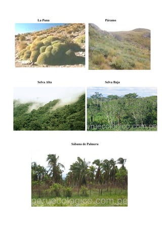 La Puna Páramo
Selva Alta Selva Baja
Sábana de Palmera
 