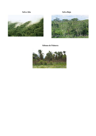 Selva Alta Selva Baja
Sábana de Palmera
 