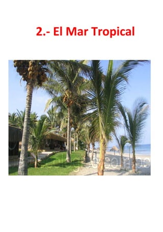 2.- El Mar Tropical
 