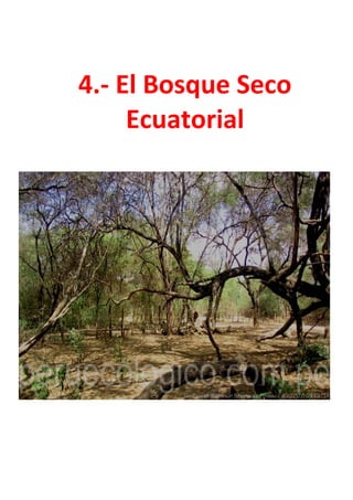 4.- El Bosque Seco
Ecuatorial
 