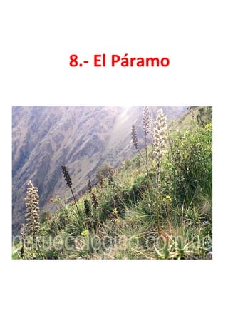 8.- El Páramo
 