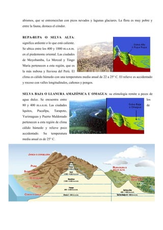 abismos, que se entremezclan con picos nevados y lagunas glaciares. La flora es muy pobre y
entre la fauna, destaca el cóndor.
RUPA-RUPA O SELVA ALTA:
significa ardiente o lo que está caliente.
Se ubica entre los 400 y 1000 m.s.n.m.
en el piedemonte oriental. Las ciudades
de Moyobamba, La Merced y Tingo
María pertenecen a esta región, que es
la más nubosa y lluviosa del Perú. El
clima es cálido húmedo con una temperatura media anual de 22 a 25° C. El relieve es accidentado
y rocoso con valles longitudinales, cañones y pongos.
SELVA BAJA O LLANURA AMAZÓNICA U OMAGUA: su etimología remite a peces de
agua dulce. Se encuentra entre los
80 y 400 m.s.n.m. Las ciudades de
Iquitos, Pucallpa, Tarapoto,
Yurimaguas y Puerto Maldonado
pertenecen a esta región de clima
cálido húmedo y relieve poco
accidentado. Su temperatura
media anual es de 25° C.
 