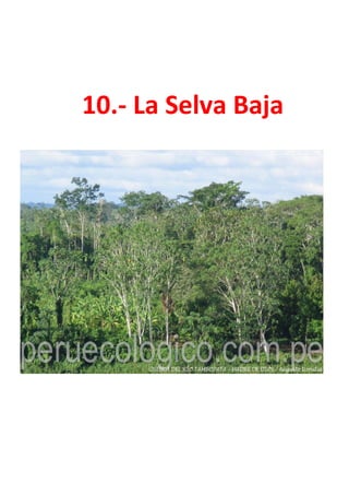 10.- La Selva Baja
 