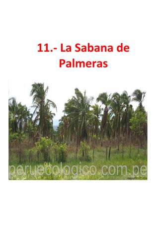 11.- La Sabana de
Palmeras
 