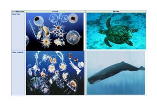 ECORREGION FLORA FAUNA
Mar Frío
Mar Tropical
 