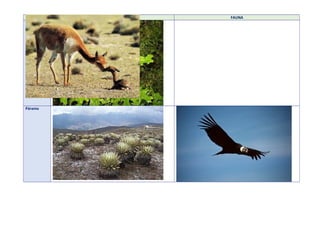 ECORREGION FLORA FAUNA
Puna
Páramo
 