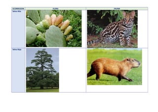 ECORREGION FLORA FAUNA
Selva Alta
Selva Baja
 