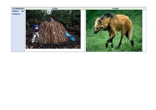 ECORREGION FLORA FAUNA
Sabana de
Palmeras
 