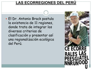 LAS ECORREGIONES DEL PERÚEl Dr. Antonio Brack postula la existencia de 11 regiones, donde trata de integrar los diversos criterios de clasificación y presentar así una regionalización ecológica del Perú.